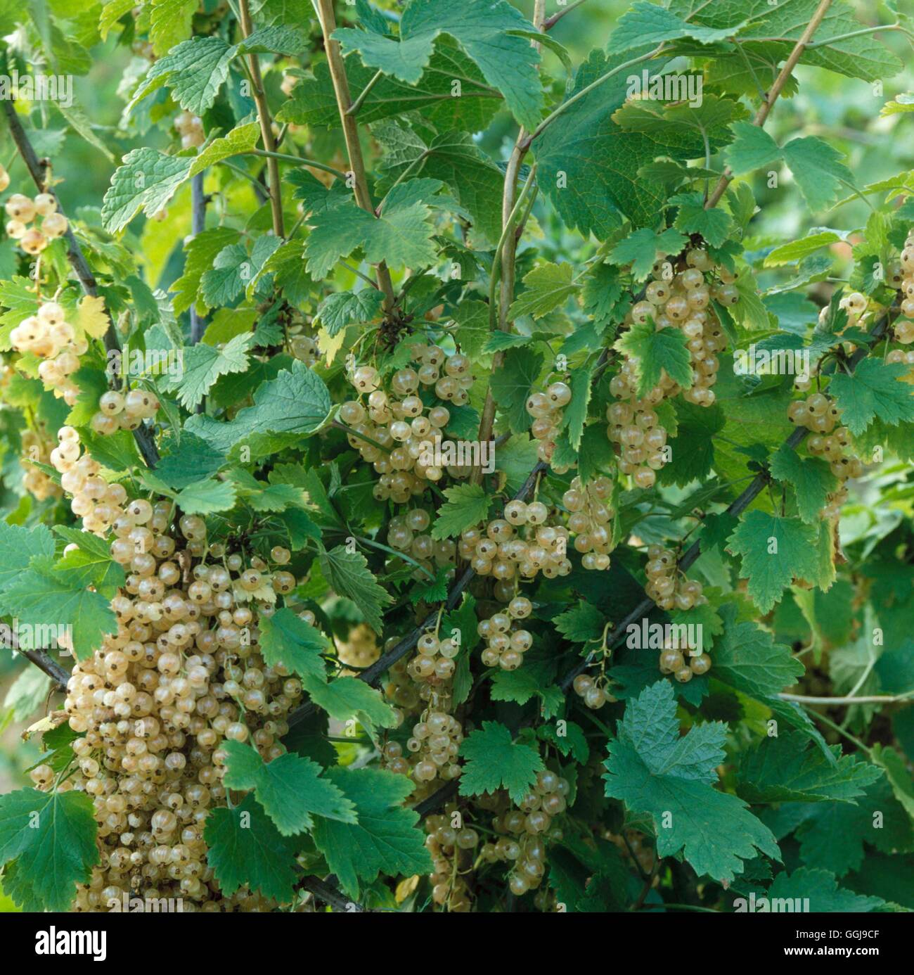 White Currant - `White Versailles'   FRU038712 Stock Photo